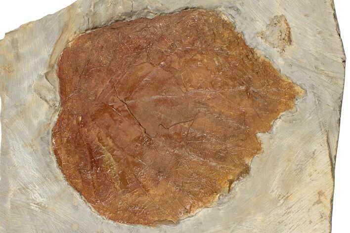 Fossil Leaf (Davidia) - Montana #199646